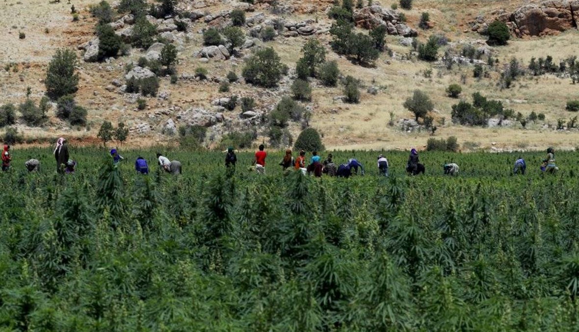 How Lebanon can leverage medicinal cannabis farming to maximize returns