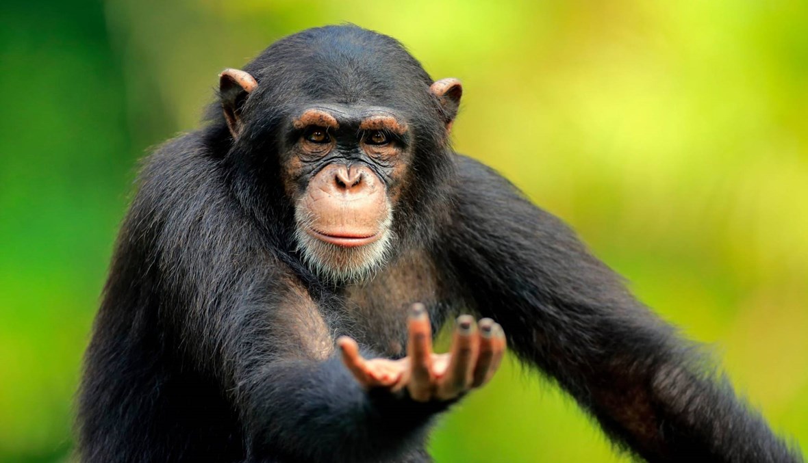دراسة: بإمكان البشر  معرفة مزاج الشمبانزي