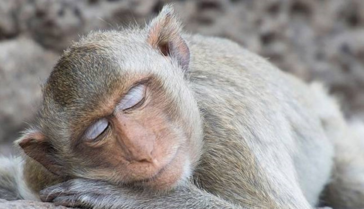 أجمل الصور من مائدة القرود في تايلاند