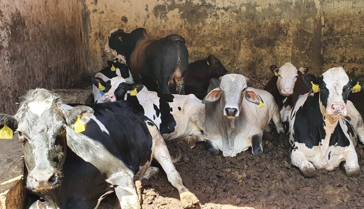 كيلو لحم البقر يتعدّى الـ 40 ألفاً وقصّابو الزهراني يتوقّفون عن البيع والذبح