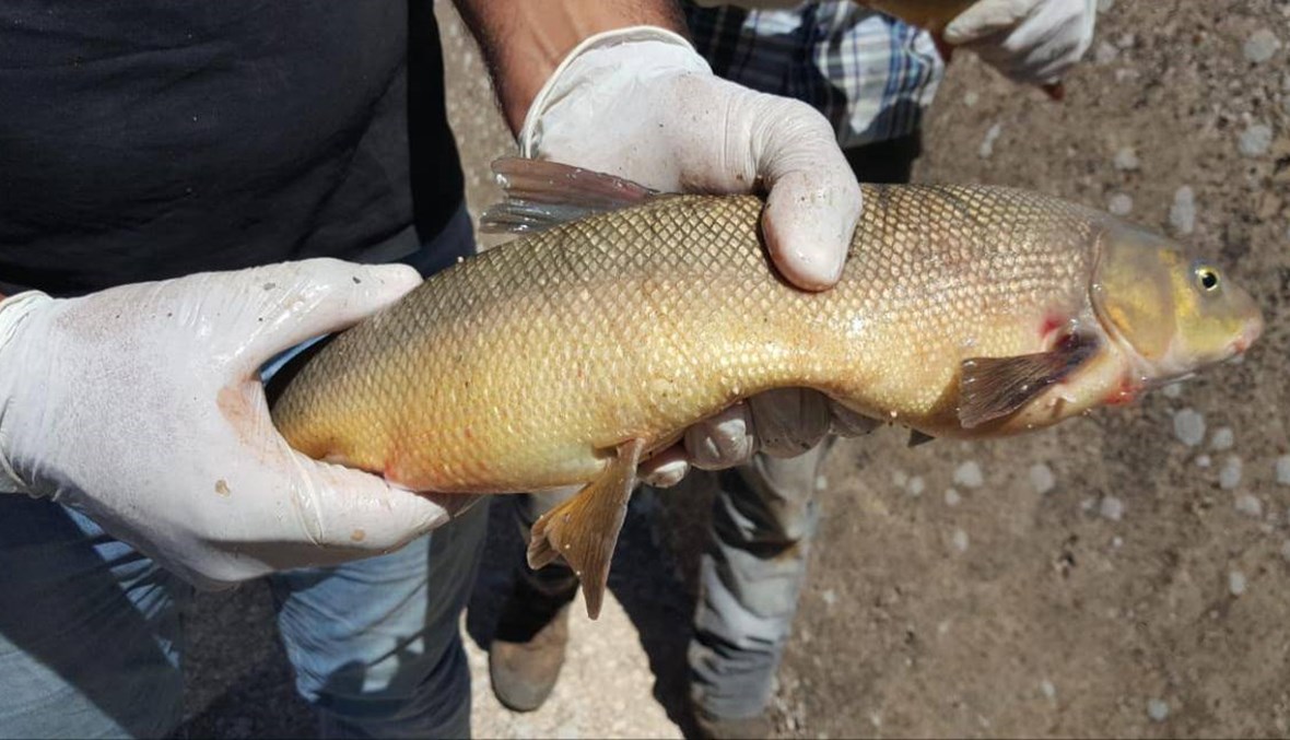 المصلحة الوطنية لنهر الليطاني تحذّر: أسماك القرعون غير صالحة للاستهلاك