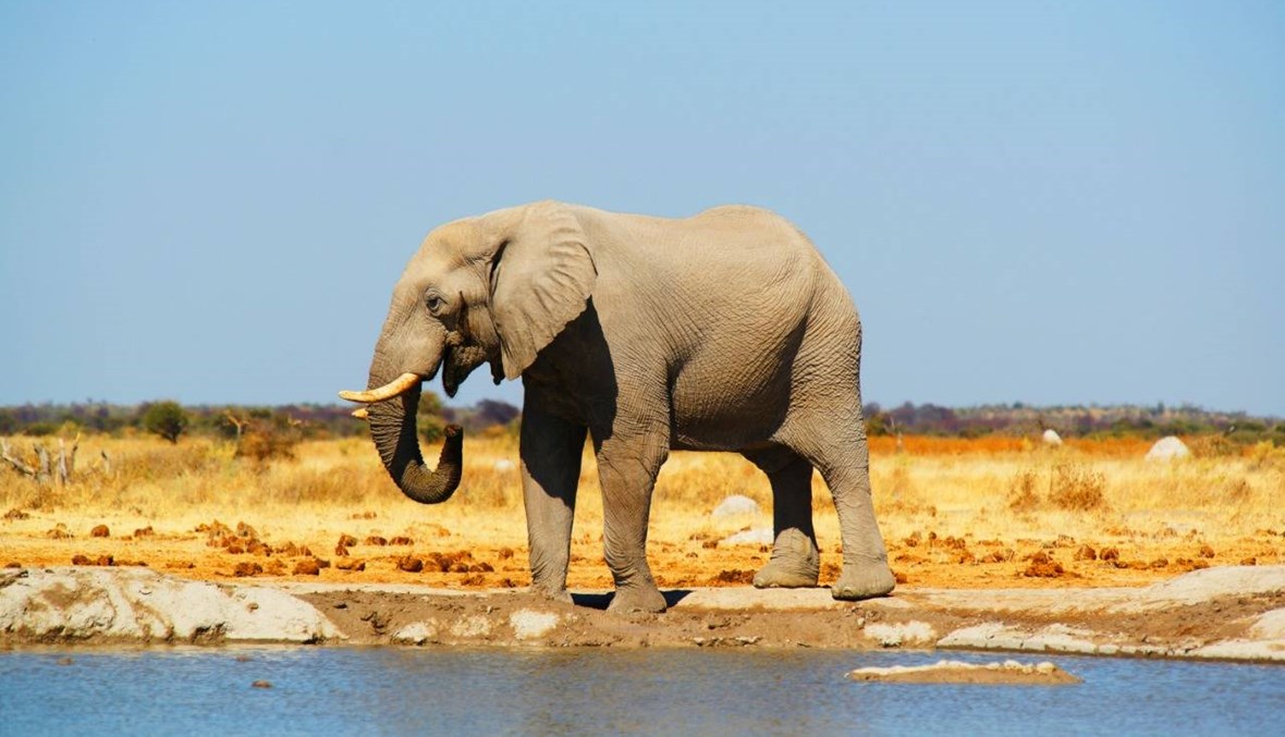 بوتسوانا تحقّق في سبب نفوق 275 فيلاً في شكل غامض