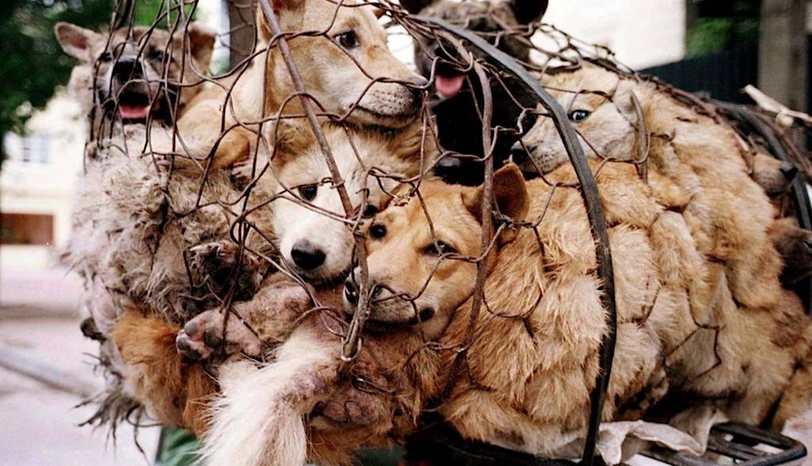 أول مقاطعة في كمبوديا تحظر أكل لحوم الكلاب... عقوبات بالسجن وغرامات