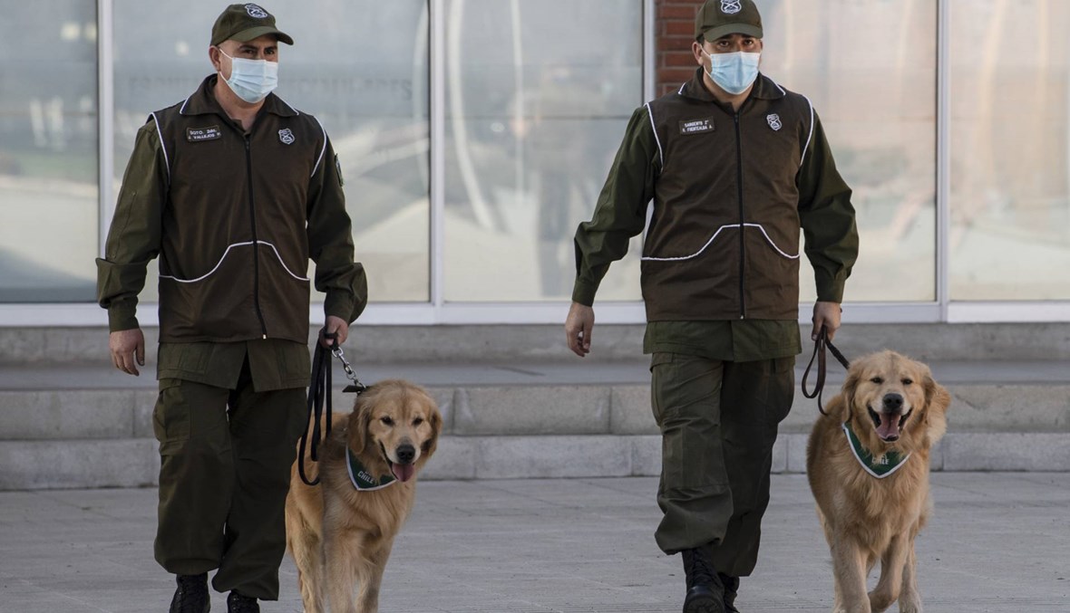 تشيلي تدرّب الكلاب لتتبّع المصابين بكورونا عبر التعرّق (صور)