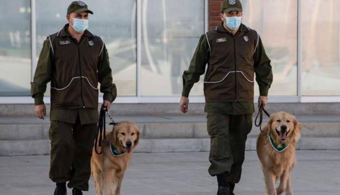 تشيلي تدرب الكلاب للتعرف على المصابين بفيروس كورونا