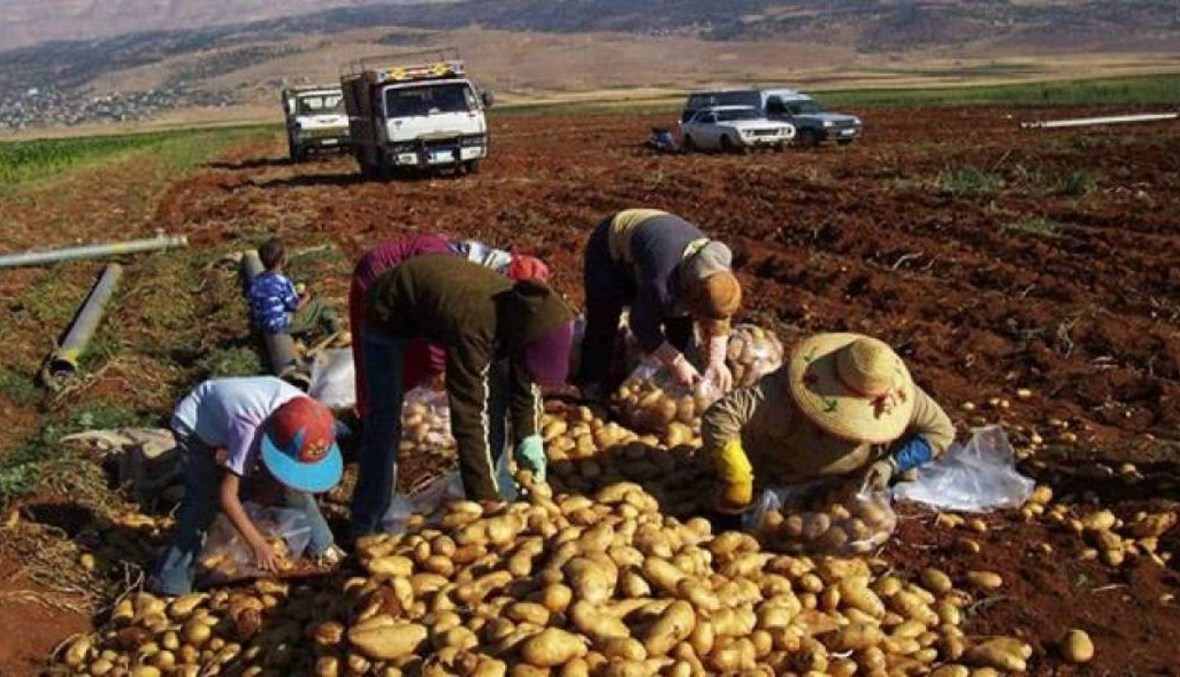 صرخة مزارعي البطاطا مدويّة... وزير الزراعة لـ"النهار": لا آلية أسرع من دعم الدولار