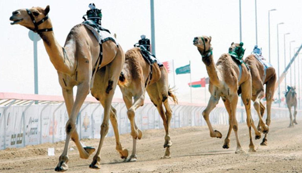 الاتحاد السعودي للهجن يطلق "سباق المفاريد السنوي"