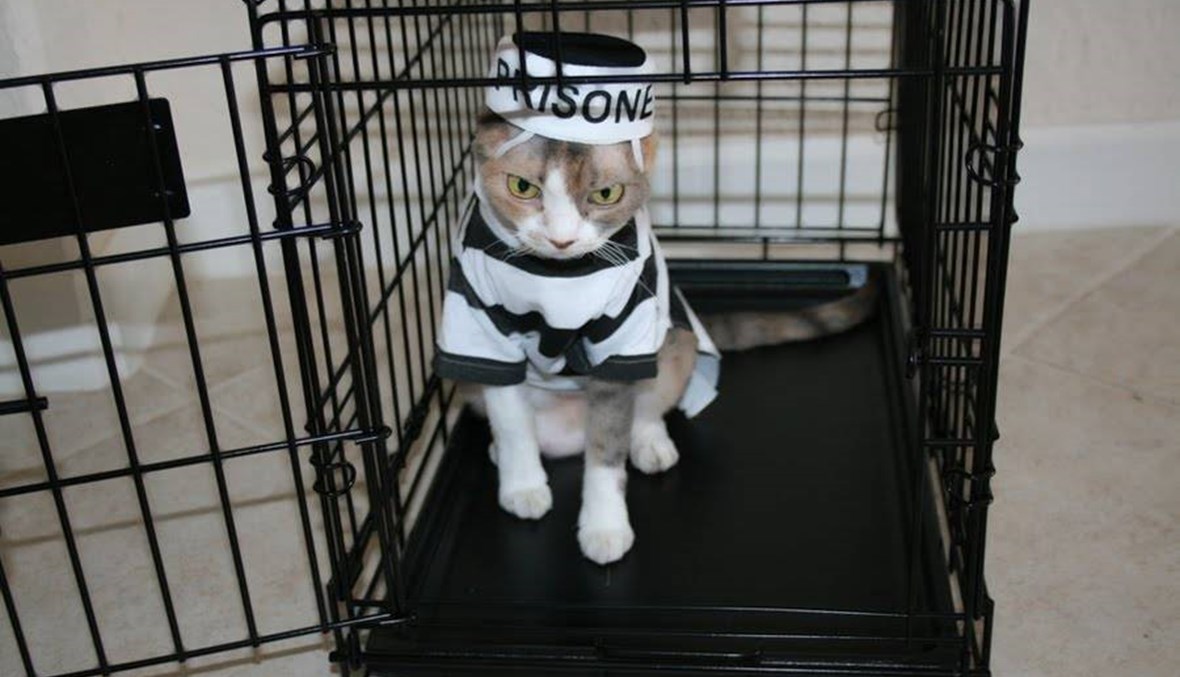 فرار قطة من السجن بعد إلقاء القبض عليها بتهمة تهريب المخدرات