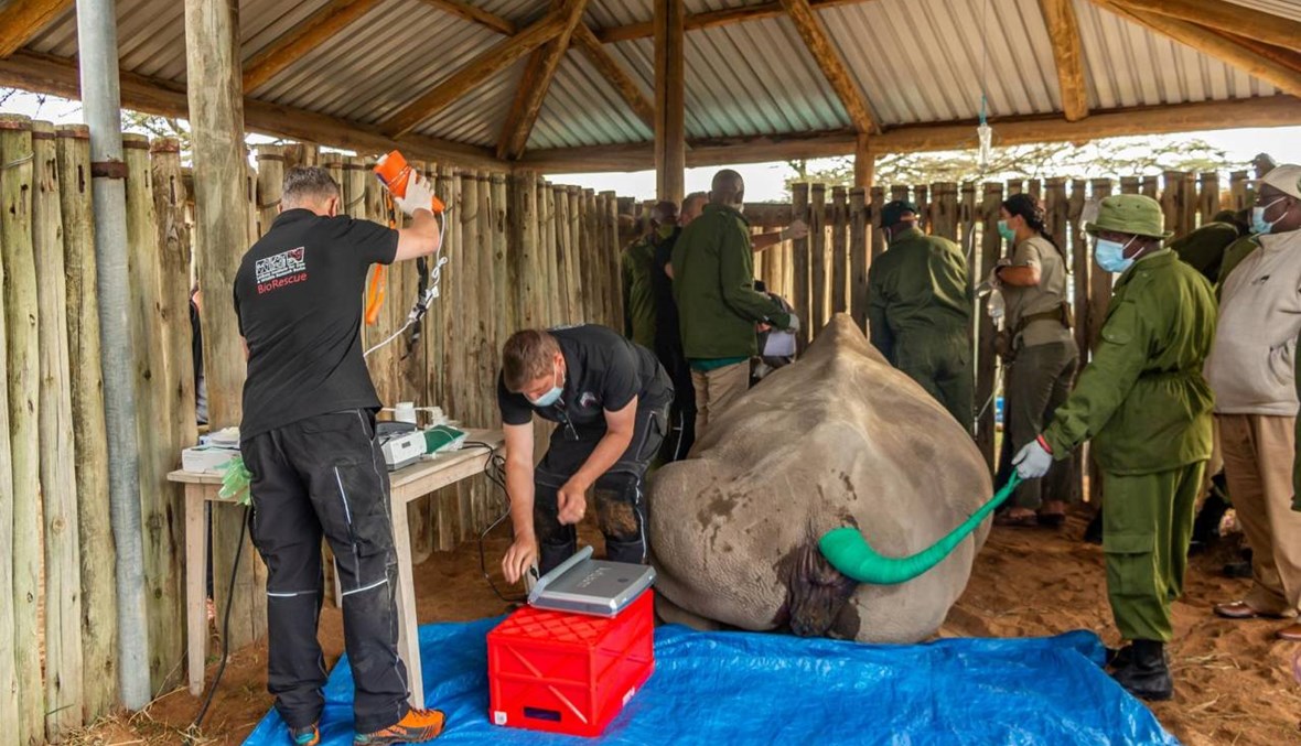 بالصور: محاولة لإنقاذ وحيد القرن الأبيض من الانقراض