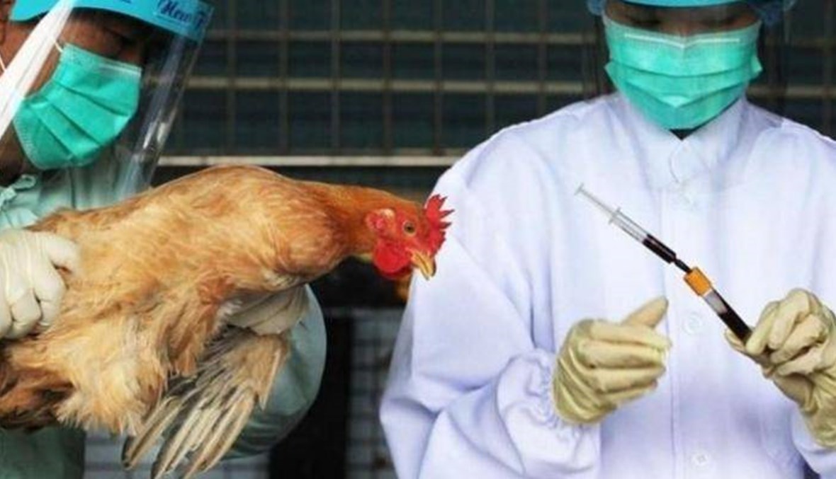 بعد الكورونا... إنفلونزا الطيور يضرب الصين
