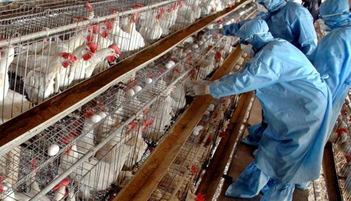 هل يشكّل فيروس انفلونزا الطيور H5N8 خطراً على الإنسان؟