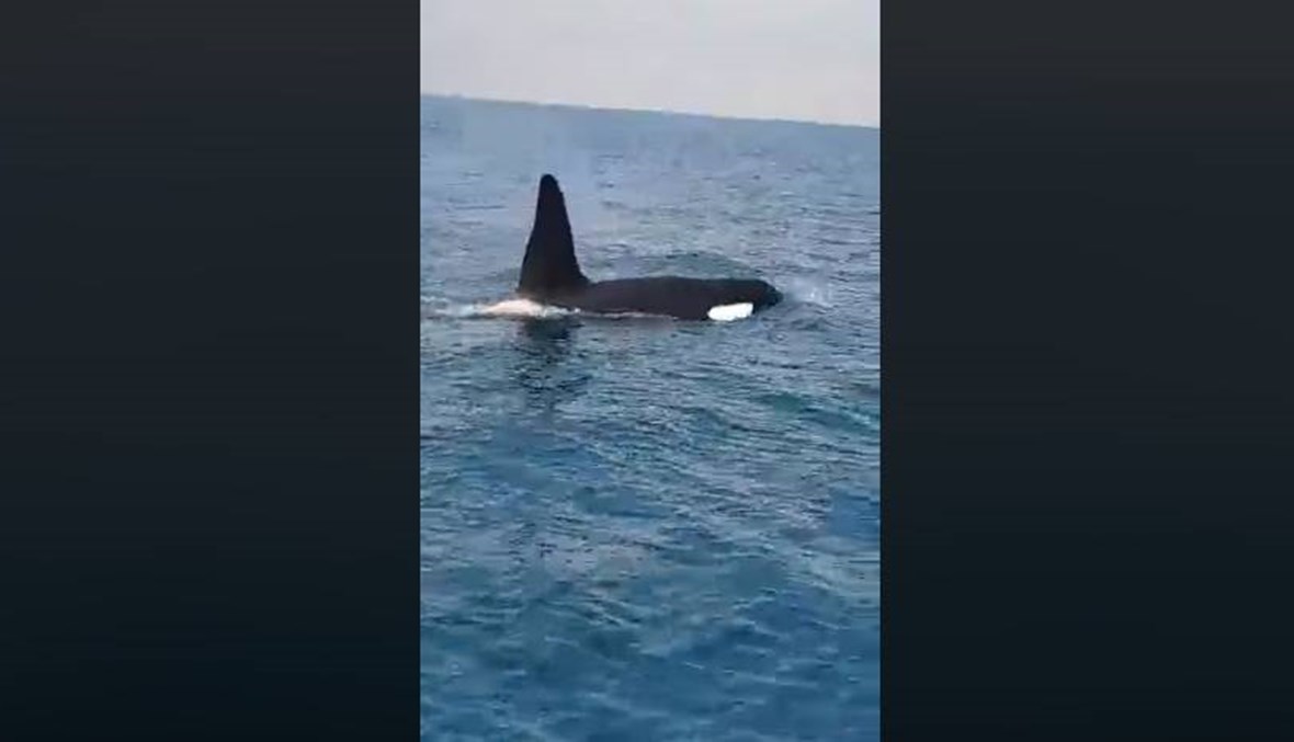 "أوركا" في مياه لبنان... "الحوت القاتل مسالم" (فيديو)