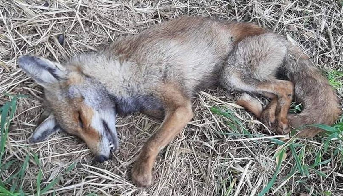 تزايد عمليات تسميم وقتل الحيوانات الأليفة والبرية على نحو جائر في قرى وبلدات عكارية عدة