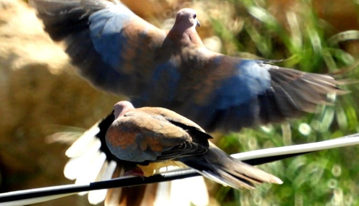 "مجازر" بيئية بحق الطيور المقيمة في لبنان
