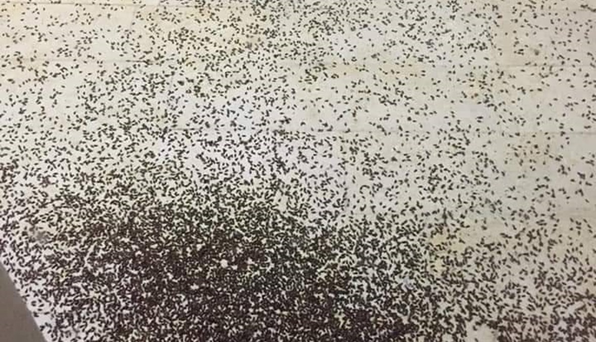 بالصور والفيديو: حشرات تجتاح المناطق وتحجر المواطنين داخل المنازل... ما السبب؟