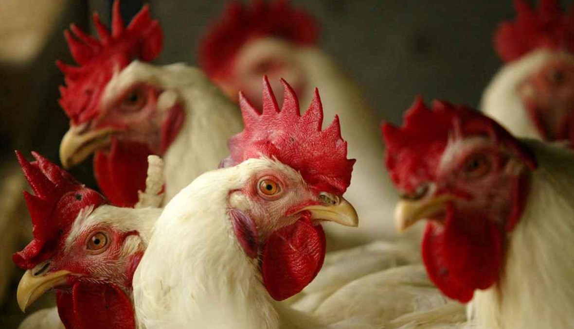 السعودية تبلغ عن تفشّي سلالة "إتش 5 إن 8" من الإنفلونزا في مزرعة: نفوق 22700 طائر