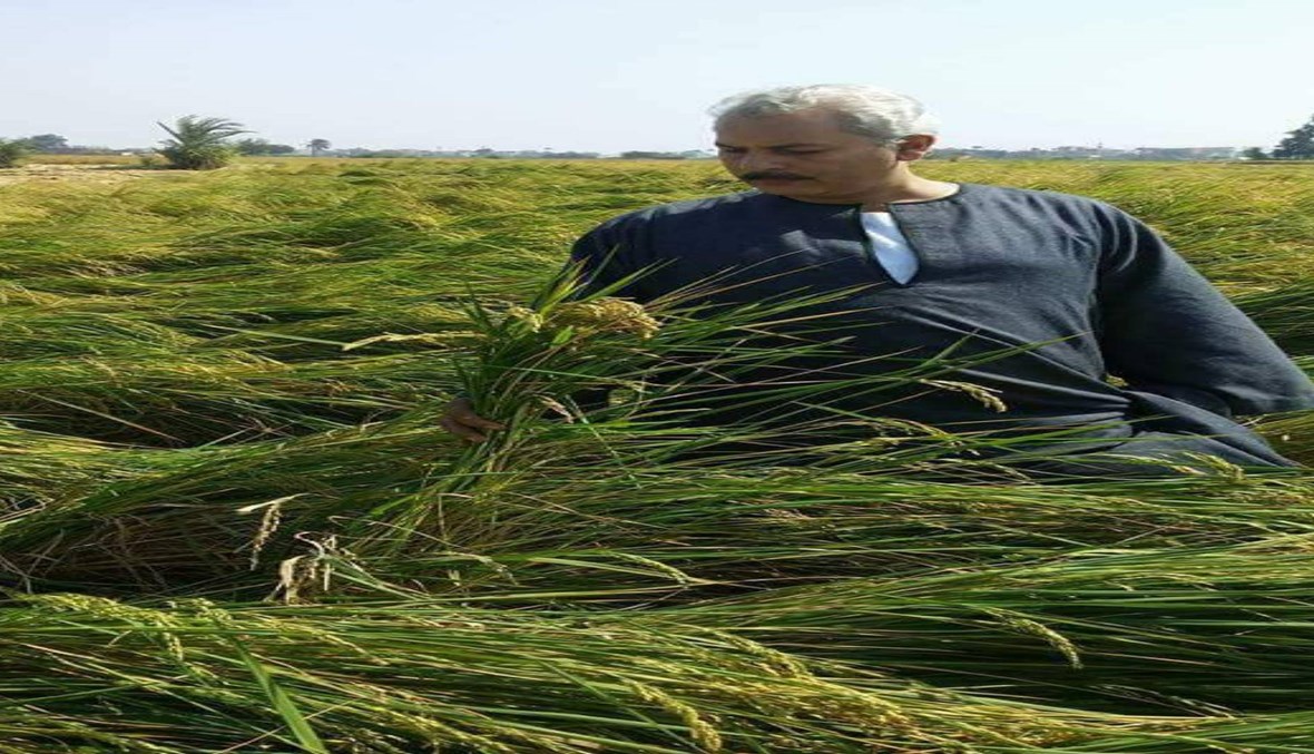 إشكالية المياه والأرزّ في مصر... نقيب الفلاحين لـ"النهار": 18 محافظة ممنوعة من زراعة المحصول