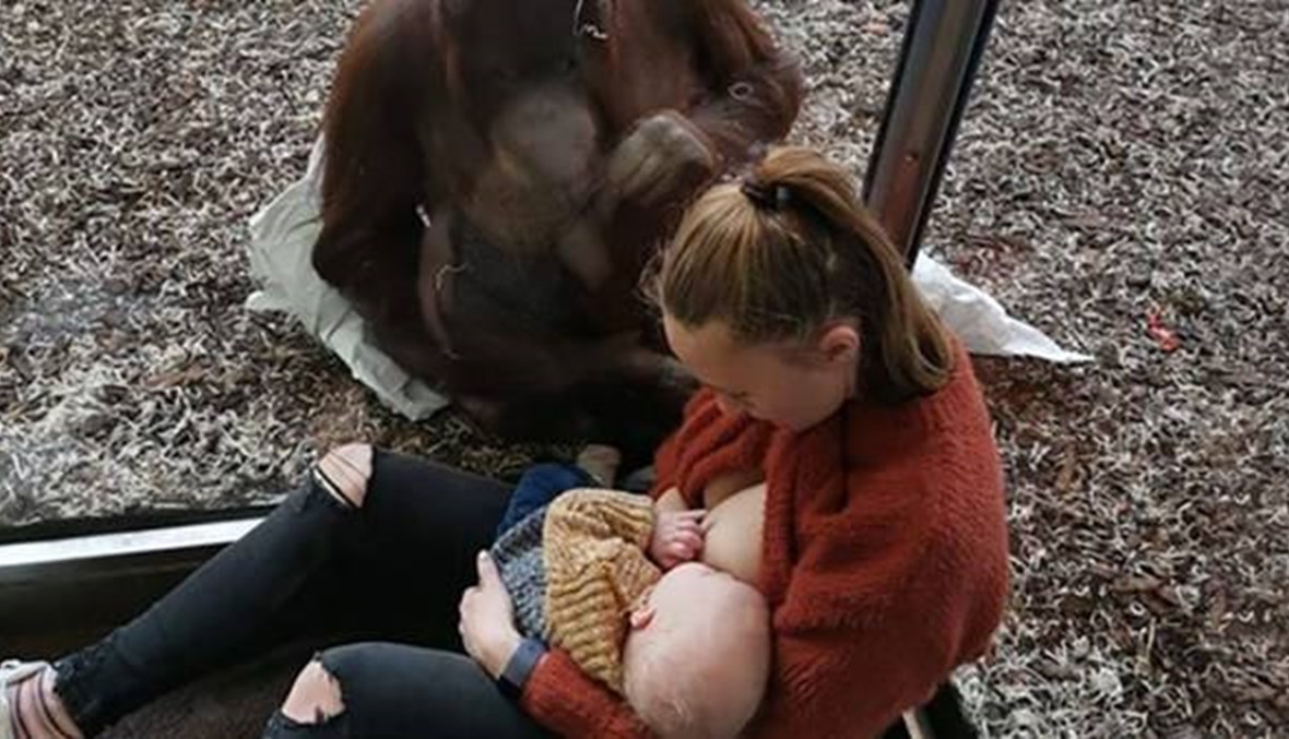 غوريلّا تواسي امرأة ترضع طفلها في حديقة الحيوانات