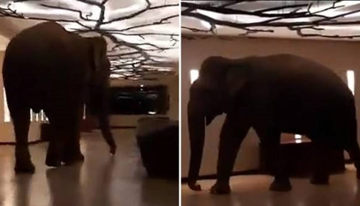 بالفيديو: فيل بري يدخل إلى فندق في سري لانكا ويتجوّل فيه