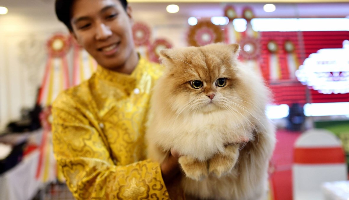 أليس الغاضبة، ودي ماريا، وتيموسا سومو... 60 قطة أصيلة في مهرجان بفيتنام