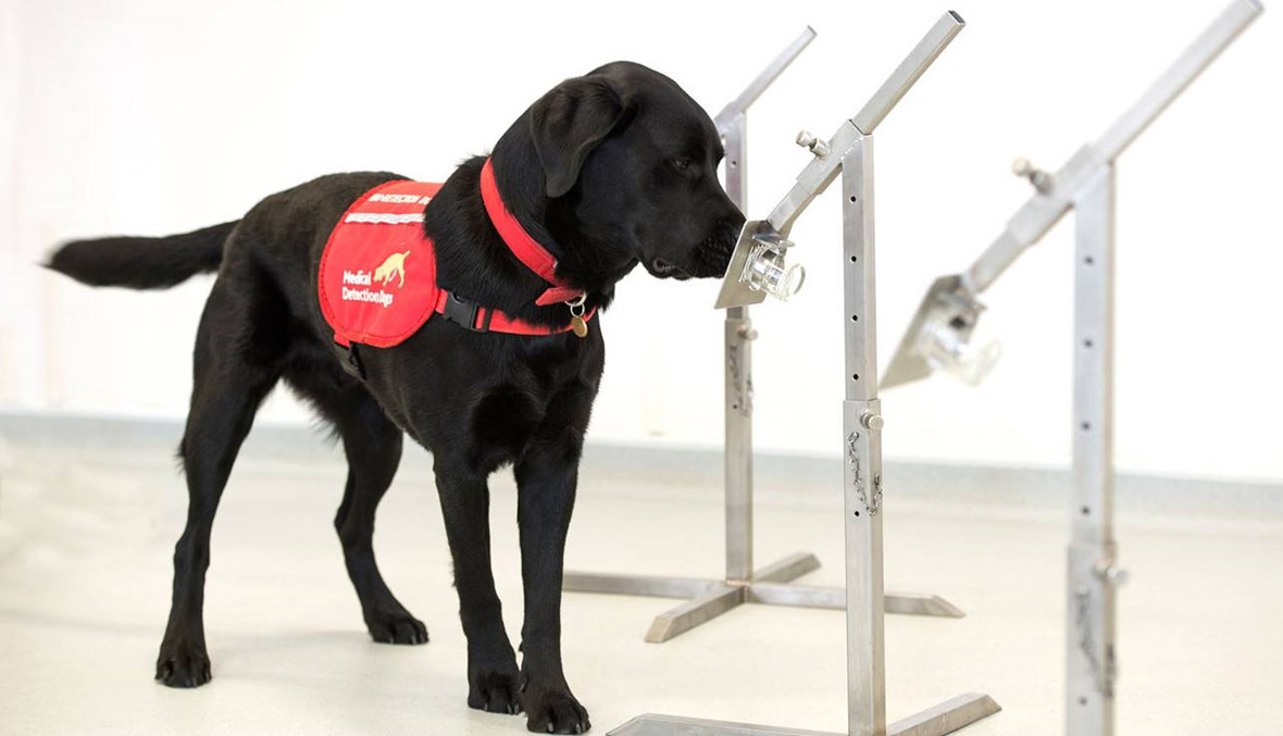 بريطانيا تبدأ تدريب الكلاب على رصد المصابين بفيروس كورونا