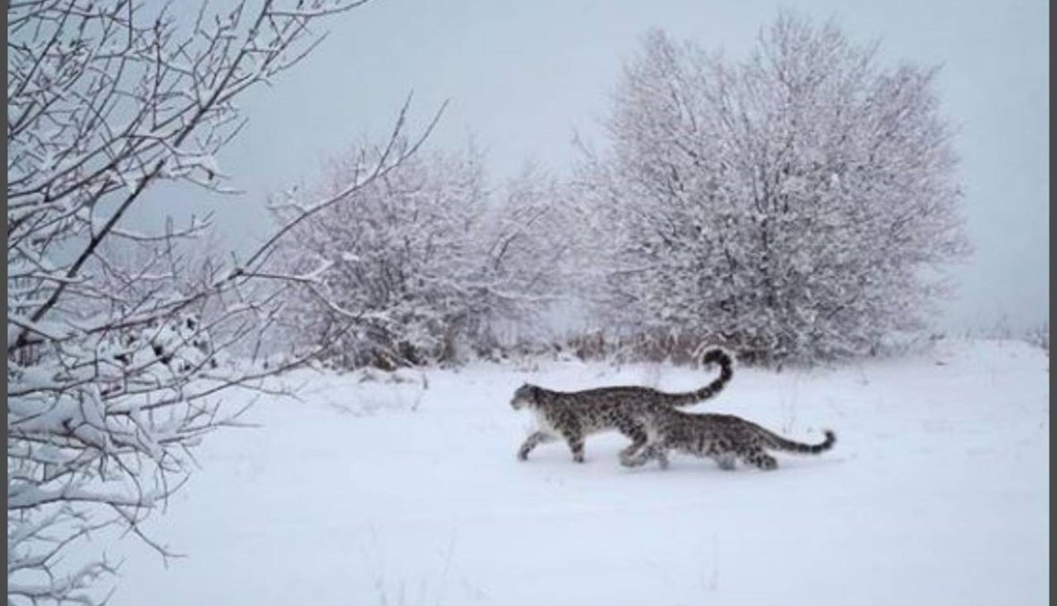 نمور الثلوج النادرة تجوّلت قرب مدينة في قازاخستان في ظلّ قيود كورونا