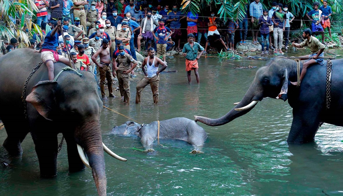 وفاة أنثى فيل حامل في الهند بعد تناولها الفاكهة المليئة بالمتفجّرات