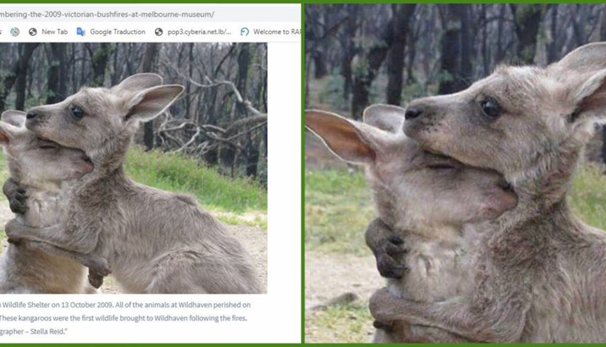 أوستراليا المشتعلة: ما حقيقة هذه الصور؟ وفيديو لكنغر يعانق منقذته؟ FactCheck#