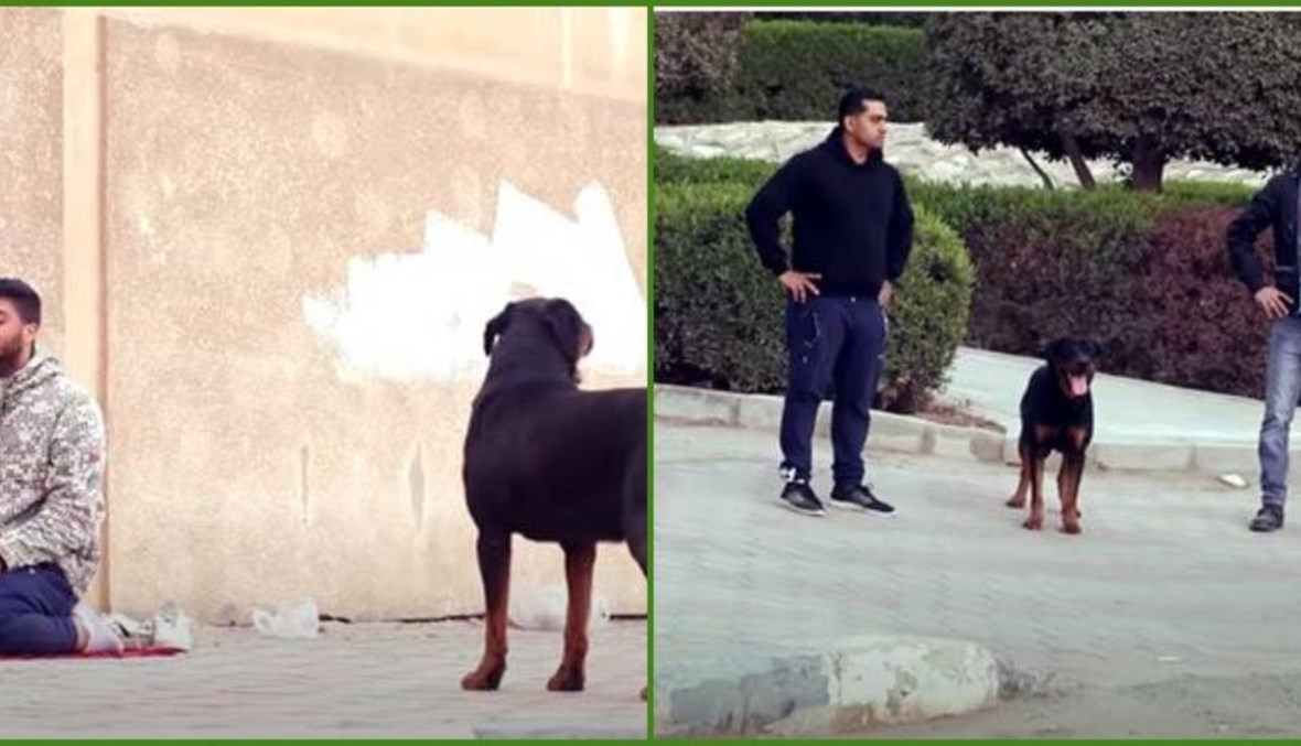"إسرائيلي أطلق كلبه على فلسطيني وهو يصلّي"؟ إليكم الحقيقة FactCheck#