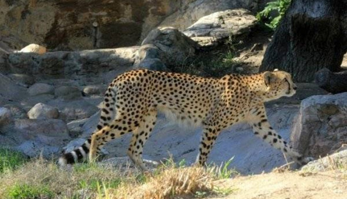 سلالة نادرة من الفهود تظهر في الجزائر