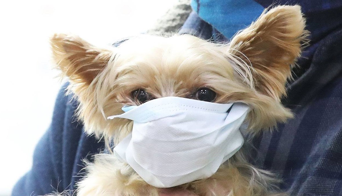 كلب أصيب صاحبه بكورونا قد يكون أول انتقال للفيروس من البشر للحيوانات