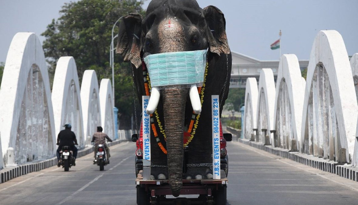 بالصورة- فيل في الهند... للتوعية على الكورونا