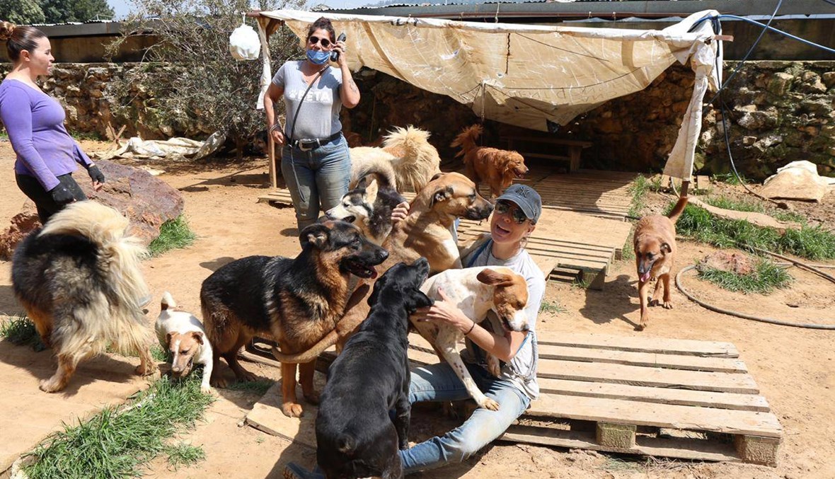 جمعيّة "بيتّا" تطلق صافرة إنذار: اللبنانيّون الذين يتخلّصون من حيواناتهم الأليفة ثلاثة أضعاف عمّا سبق!