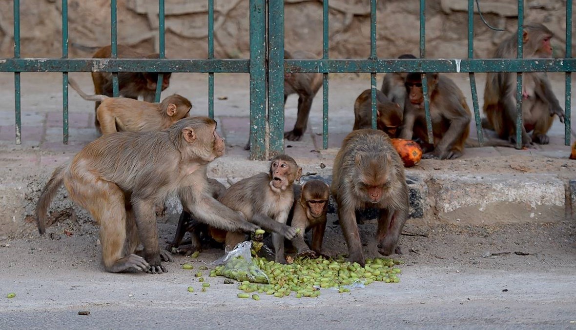 القرود تسرق عيّنات دم لمصابين بكورونا في الهند