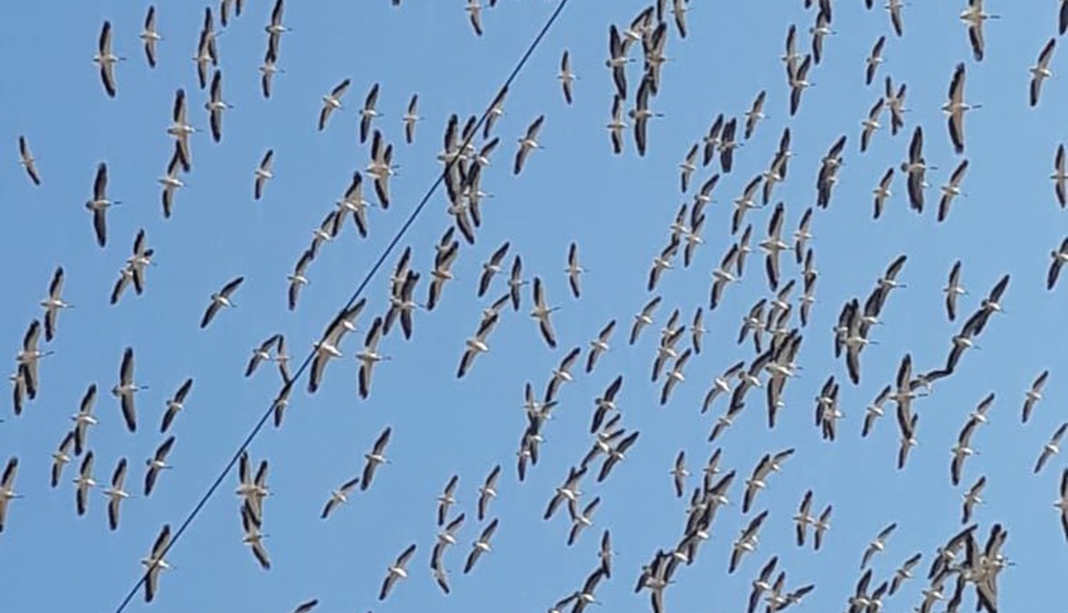 طيور مهاجرة في سماء بيروت