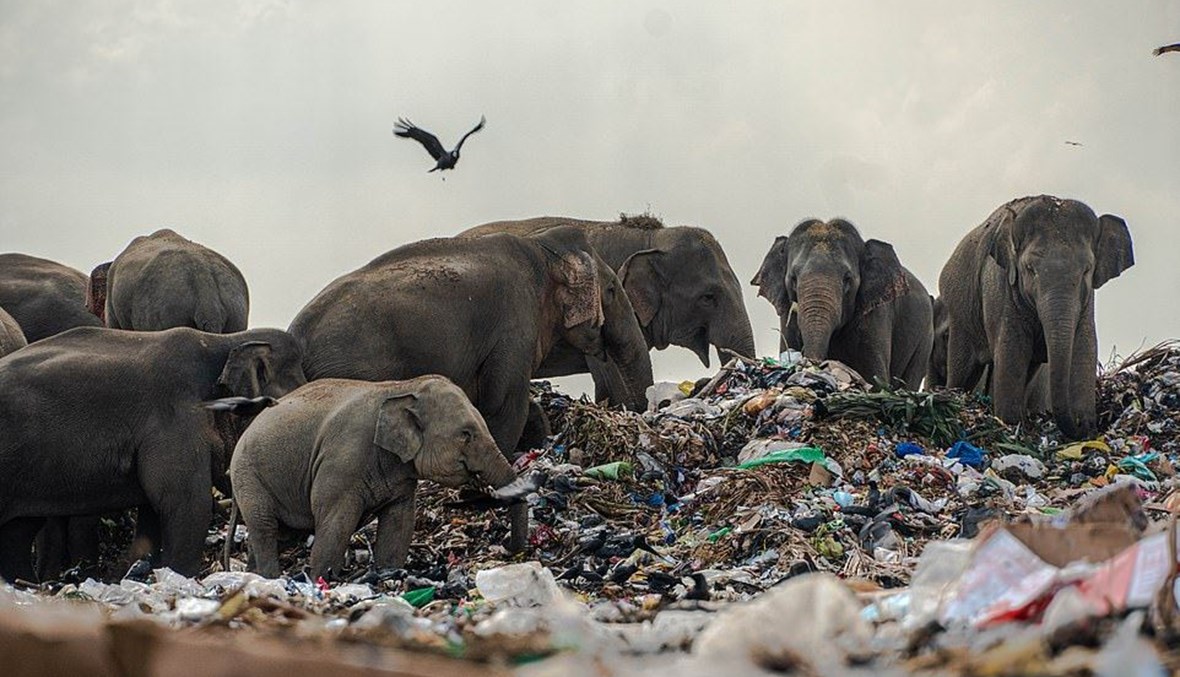 أفيال تأكل القمامة في سري لانكا.