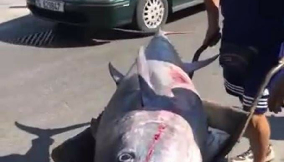 الصياد أنطون الجوني رُزق بسمكة تونا وزنها 200 كيلغ.