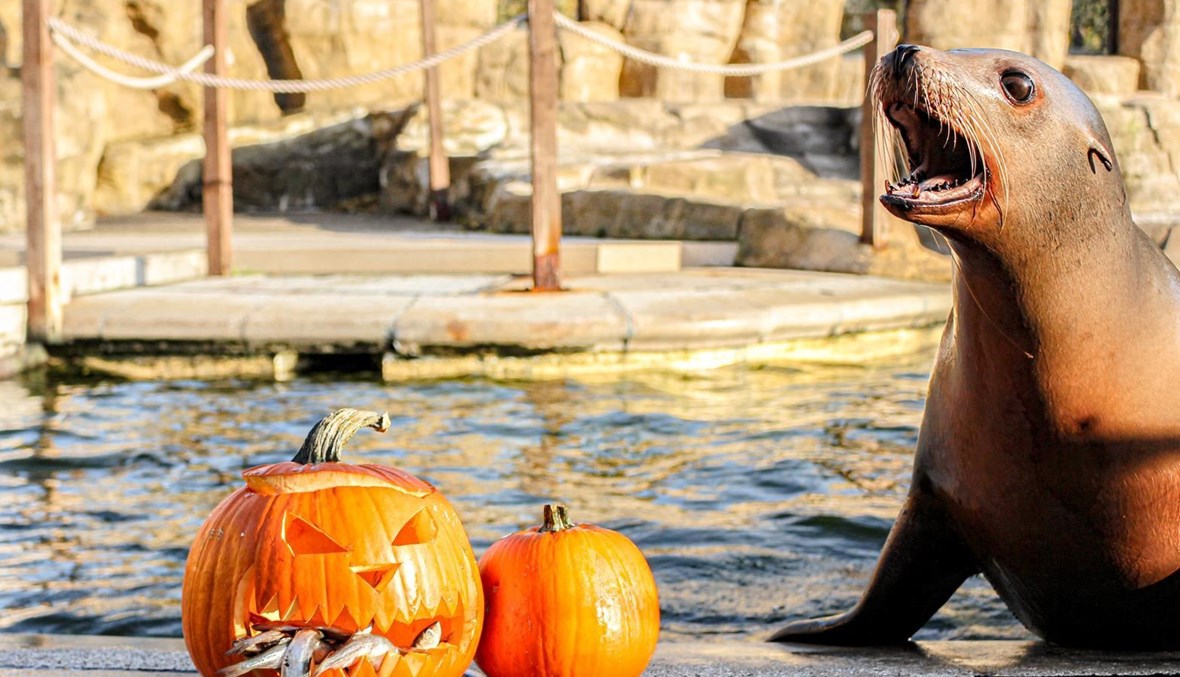 حديقة حيوانات أميركيّة تحتفل بعيد الـ"هالوين".