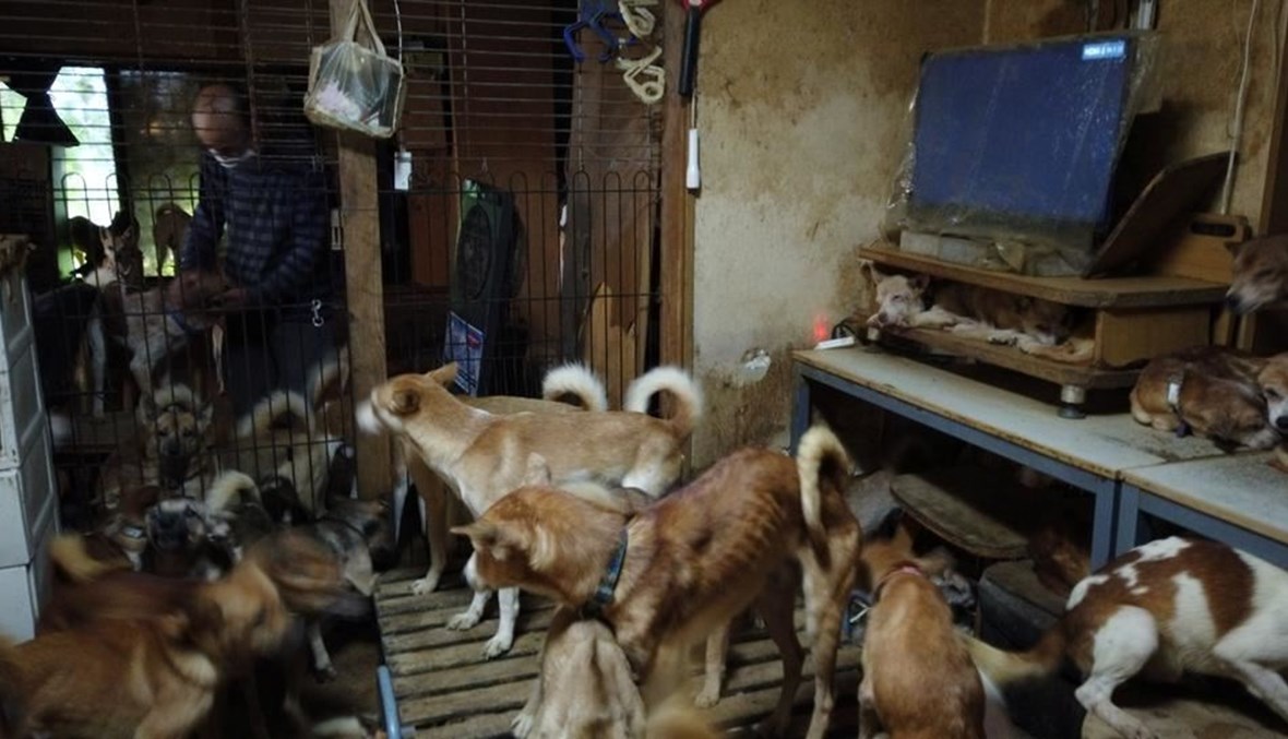 ياباني يجمع 164 كلباً في منزل صغير جدّاً.