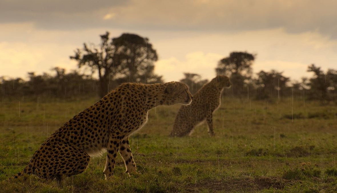 حياة الفهود في محمية ماساي مارا الوطنية في كينيا (من وثائقي "حياة على كوكبنا"/"نتفليكس").