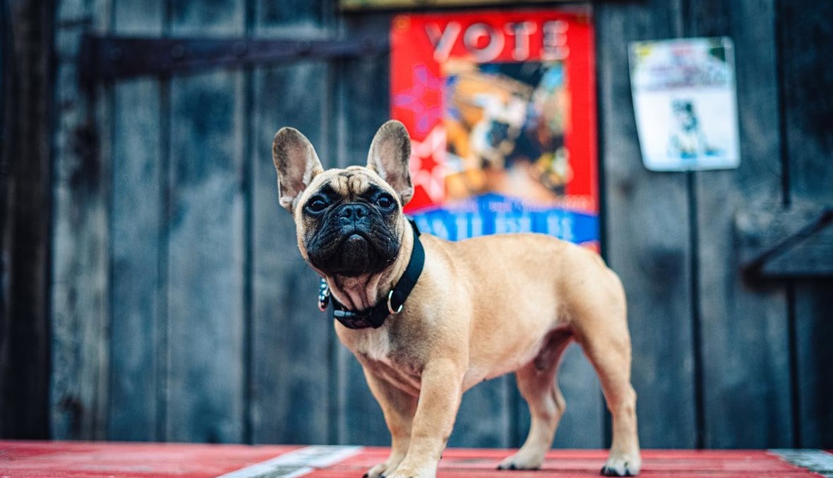 كلب بولدوغ لرئاسة البلديّة في أميركا.