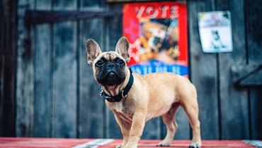 حصد أعلى الأصوات منذ بدء الانتخابات… كلب بولدوغ لرئاسة البلديّة في أميركا