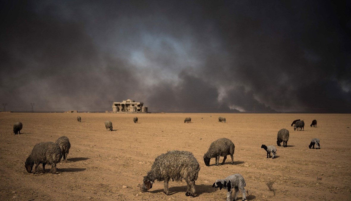 قطيع أغنام يرعى بالقرب من آبار النفط التي أشعل فيها مقاتلو "داعش" النيران في بلدة القيارة جنوب الموصل، في العراق (أ ف ب).
