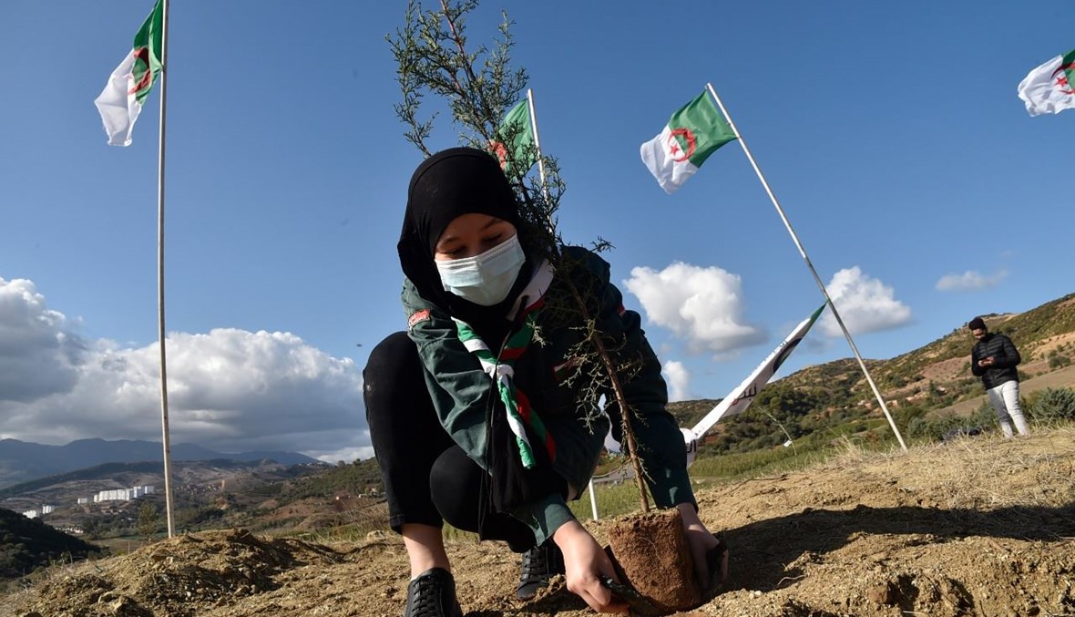 فتاة جزائرية من الكشافة تشارك في حملة زرع أشجار في منطقة تيبازة غرب العاصمة (21 ت2 2020، أ ف ب). 