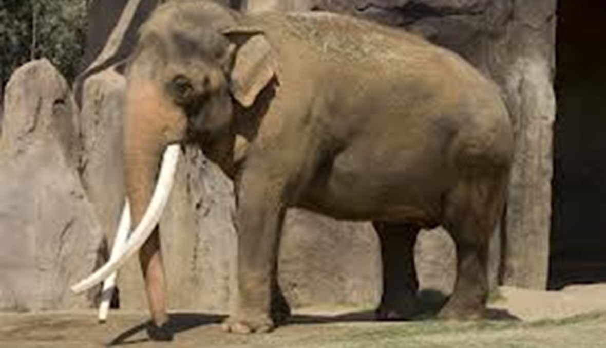 صيادو الغابون قتلوا 11 ألف فيل منذ 2004