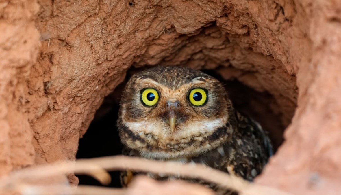 بالفيديو: حيوانات تعيش تحت الأرض...هل سمعت عنها؟