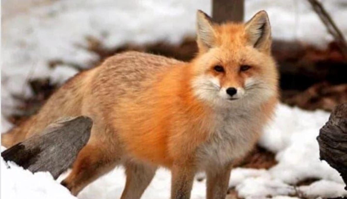 الوشاح الأبيض يغمر ذاكرة الإنسان والزمان