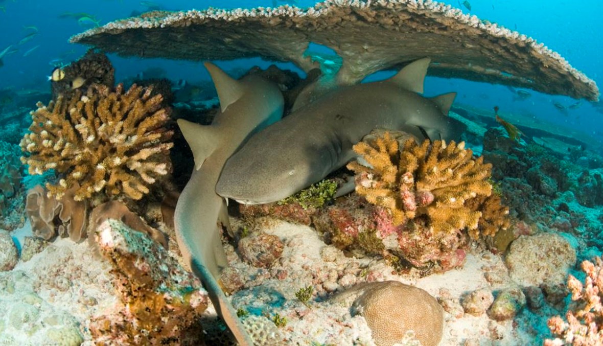 هل سألت نفسك يوماً كيف تنام الحيوانات البحرية؟ إليك الجواب