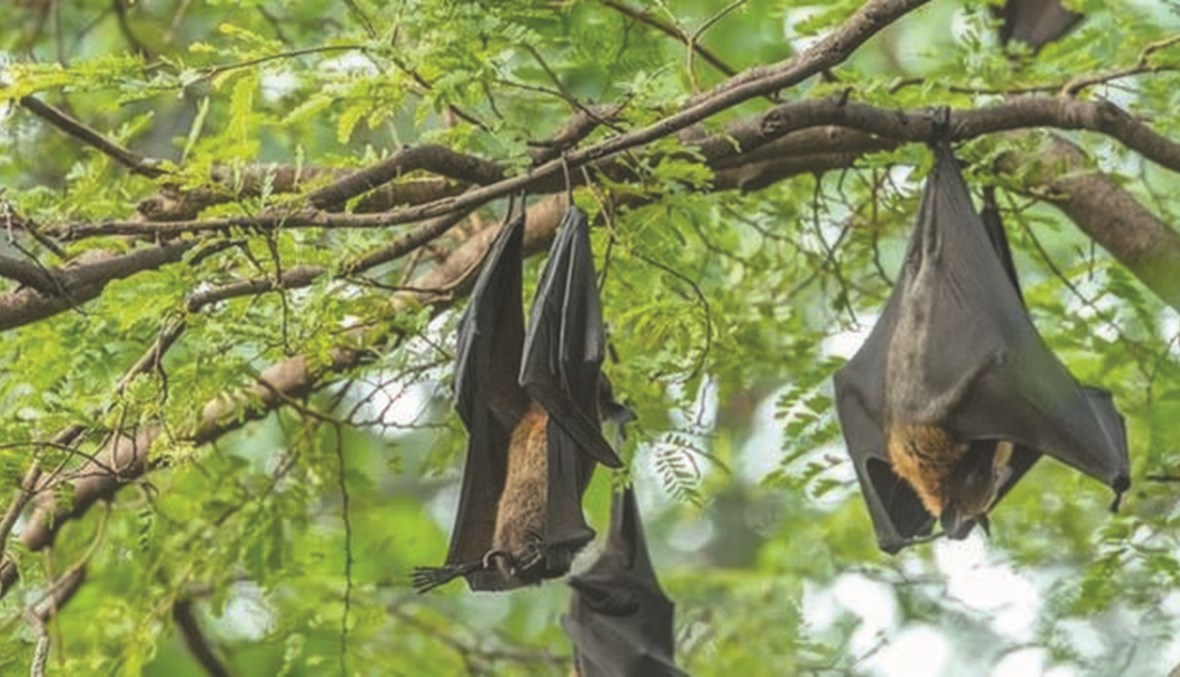 فيروس نيباه القاتل... تنقله الخفافيش ويثير مخاوف العلماء من تفشي وباء جديد