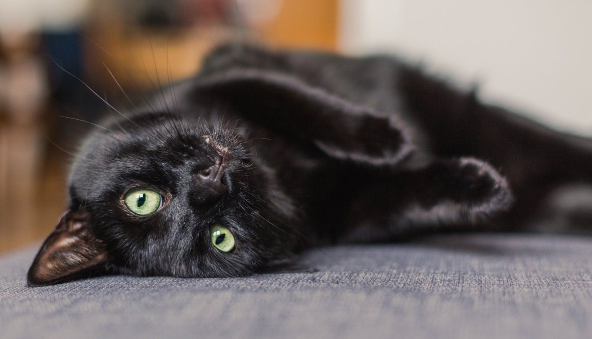 القطة السوداء... رمز للخوف والحكمة عبر التاريخ | النهار